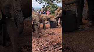 Baby elephants at Sheldrick Elephant Orphanage in Nairobi 🐘 [upl. by Lamak395]