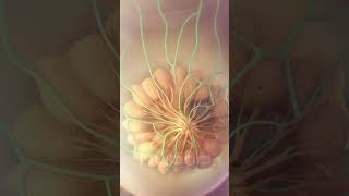 Breast cancer metastasis animation  medicalanimation breastcancer cancer oncology [upl. by Carlton493]