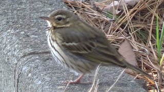 Olivebacked Pipit  Anthus hodgsoni  Walk on the ground in January 2024 [upl. by Ardnasil]