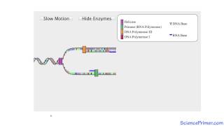 Replication Fork Overview [upl. by Isiahi447]