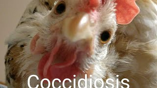 Coccidiosis In Chickens [upl. by Neille652]