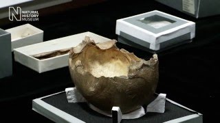 Cannibalism and skullcups at Goughs Cave  Natural History Museum [upl. by Paule642]