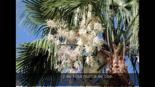 LA PALMERA DUO MANASES CON LETRA Y CANCION [upl. by Elleinahc]