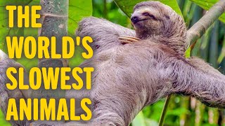 Top 6 Slowest Animals in The World  Animal World [upl. by Atimad]