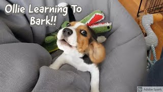 Beagle Puppy Barking for the first time [upl. by Nylkoorb]