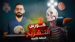 ثامن حلقة من كورس أساسيات التشريح  Basic Anatomy  Digestive system [upl. by Odraner]