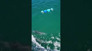 Playful and social nature of dolphins inspires a sense of joy beautiful travel dolphin ytshorts [upl. by Annawek]