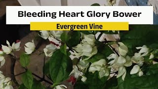 Clerodendrum thomsoniae Bleeding heart glory bower Glory bower [upl. by Essy]