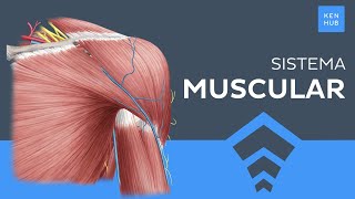 Sistema muscular Tipos Clasificación Músculos principales  Anatomía Humana  Kenhub [upl. by Anaiq]