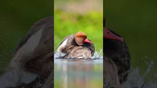 Red crested pochard Refreshing up ⬆️ wildlife birds shortsvideo nikonz8 nature Nikon wild [upl. by Ravilob]