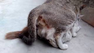 amazing 2019 cats mating [upl. by Abra]