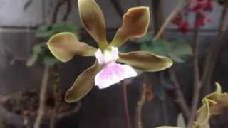 Encyclia randii [upl. by Fagaly]