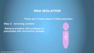 DNA ISOLATION  Simple Animated Tutorial [upl. by Ailev]