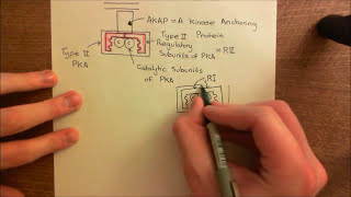 Phosphodiesterase Inhibitors to Treat Asthma Part 5 [upl. by Welcy]