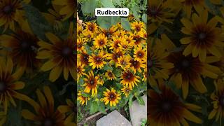 Gloriosa Daisy Rudbeckia shorts garden [upl. by Ethelind]