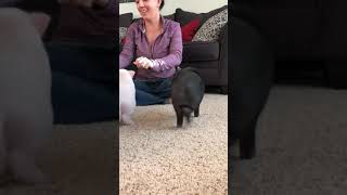 Mini pigs learn to sit and spin So fun working with cute mini pigs [upl. by Lonna75]