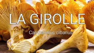 GIROLLES Cantharellus cibarius fungi [upl. by Craggy]