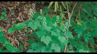 A0216 헐떡이풀 학명 Tiarella polyphylla 영어명 Foam flower 약효 거어 천식 청력장애 타박상 활혈 [upl. by Enylhsa136]