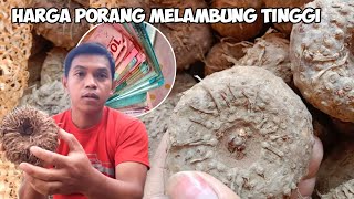 UPDATE HARGA PORANG HARI INI DI DESAKU  BELAH PORANG BUAT DI TANAM [upl. by Adaval]