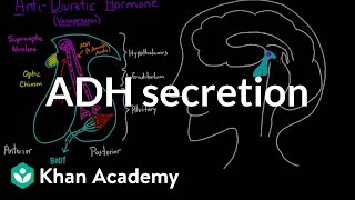 ADH secretion  Renal system physiology  NCLEXRN  Khan Academy [upl. by Narih]