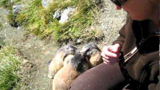 Gefräßige Murmeltiere am Großglockner  Marmots in the alps [upl. by Fihsak]