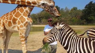 Kanchanaburi Safari Park  Kanchanaburi Thailand  January 2018 [upl. by Vallo]