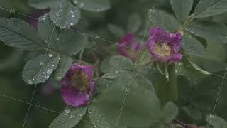 Closeup of fading wild rose blossoms and leaves covered with small dew drops in rainy autumn day [upl. by Yrellam]