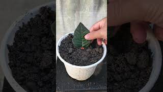 How to propagate poinsettias at home shorts [upl. by Notpmah]