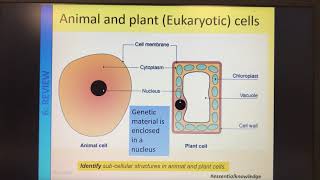 B1 Eukaryotes and Prokaryotes [upl. by Enylecoj433]