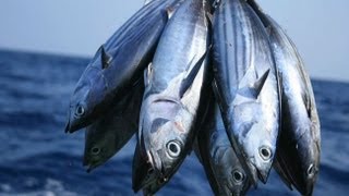 Which Fish Contain Mercury [upl. by Jordan393]