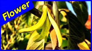 Cherimoya Tree Pollination Tips [upl. by Einiar]