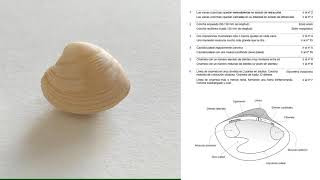 Determinación de moluscos bivalvos mediante el uso de clave dicotómica   UPV [upl. by Chellman]