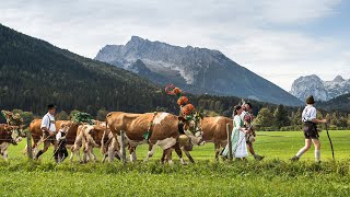 Almabtrieb am Königssee [upl. by Fiorenze]