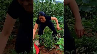 Modren Farming amp Agricultural shorts agriculture farming2024 youngfarmers [upl. by Conley]