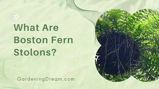 What Are Boston Fern Stolons [upl. by Ermengarde]