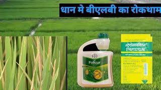 Bacterial Leaf Blight paddy धान मे बीएलबी का पहचान धान मे बीएलबी का रोकथाम folicurstreptocycline [upl. by Karlik162]