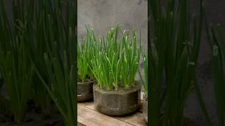 New technique of growing onion plant shorts [upl. by Nilatak]