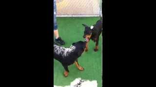 Rottweiler vs Doberman [upl. by Nura962]