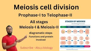 Meiosis  cell division Meiosis I and II stages of meiosis meiosis [upl. by Orvie]