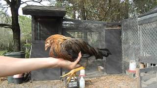 How to tell a hen from a rooster with 2 month old chicks chickens [upl. by Ambrogio925]