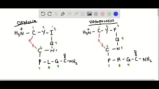 What are the structural differences between the peptide hormones oxytocin and vasopressin [upl. by Martijn]