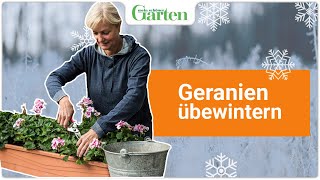 Geranien überwintern Die beste Methode [upl. by Doowrehs]