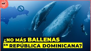 Por qué las BALLENAS JOROBADAS 🐋 podrían DEJAR DE VENIR a Samaná República Dominicana [upl. by Cutty596]