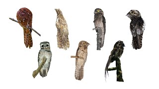 7 Species of Potoo Birds Family Nyctibiidae [upl. by Stafford794]