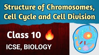 Cell Cycle and Cell Division  Most Important Questions Q 16 to 30  Class 11 Biology Chapter 10 [upl. by Hamrnand]