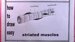 how to draw striated musclesstriated muscles drawing [upl. by Behlau35]