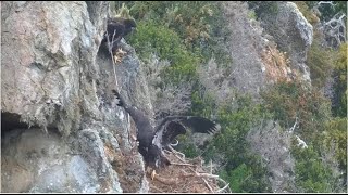 West End Eagles  Koa LOVES The Rock Ledge Siblings Play w Long Stick amp Almost Whack Koa With It 😂 [upl. by Eulau]