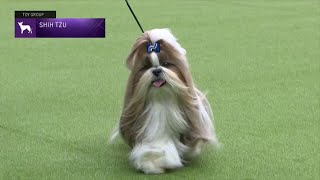 Shih Tzu  Breed Judging 2023 [upl. by Germayne]