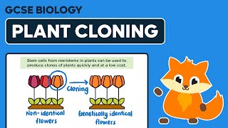 Plant Cloning  GCSE Biology [upl. by Zela]