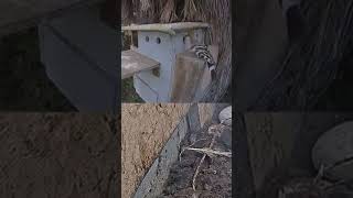 Hoopoe bird visits owl box animals birds live nature wildlife animals congrats short [upl. by Anileme99]